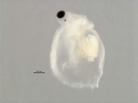 Image of Ceriodaphnia cf. laticaudata