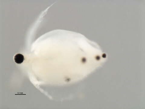 Image of Ceriodaphnia cf. laticaudata