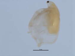Image of Simocephalus cf. serrulatus