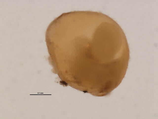 Image of Chydorus sphaericus