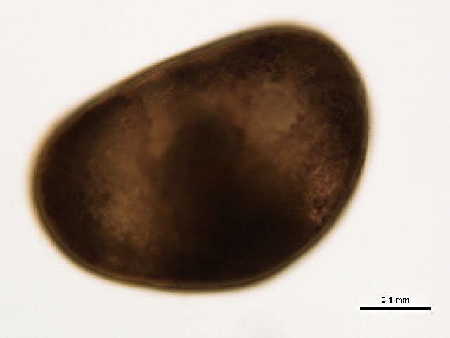 Image of ostracodes