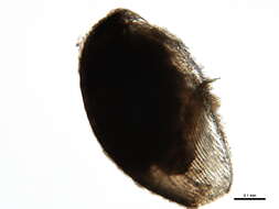 Image of Picripleuroxus striatus