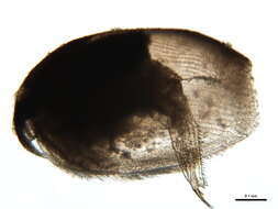 Image of Picripleuroxus striatus