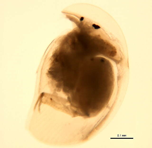 Image of Chydoridae