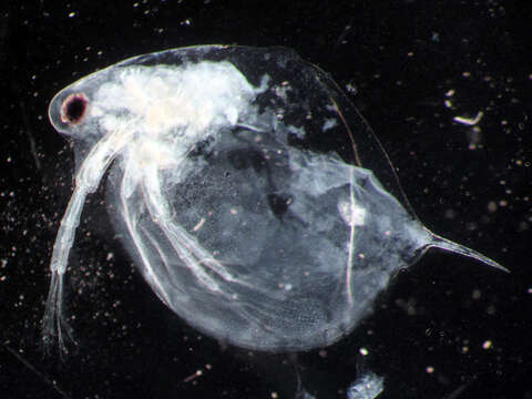 Image of Daphnia (Daphnia) middendorffiana Fischer 1851