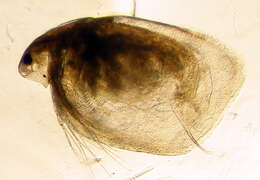 Image of Simocephalus cf. punctatus