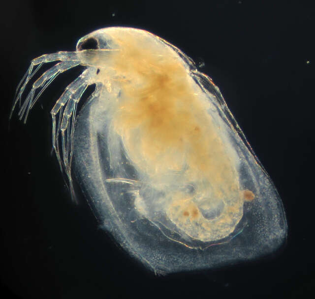 Image of Simocephalus cf. punctatus