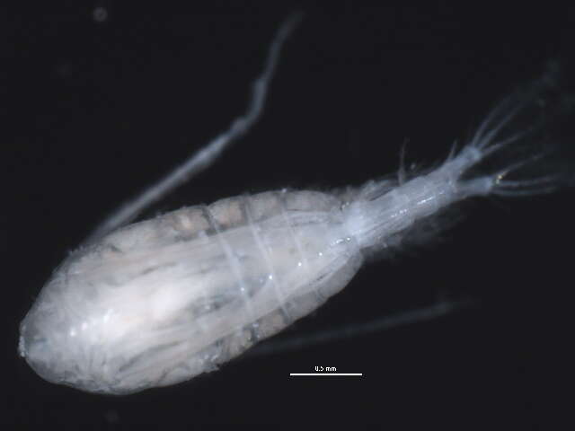 Image of Heterocope Sars G. O. 1863