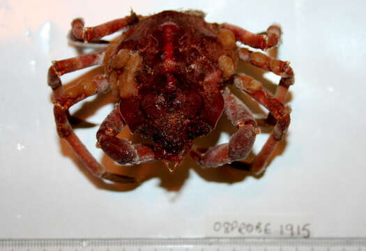 Image of Arctic lyre crab