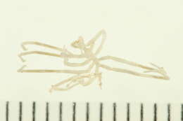 Image of lentil sea spider
