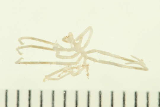 Image of lentil sea spider