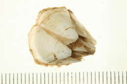 Image of rough barnacle