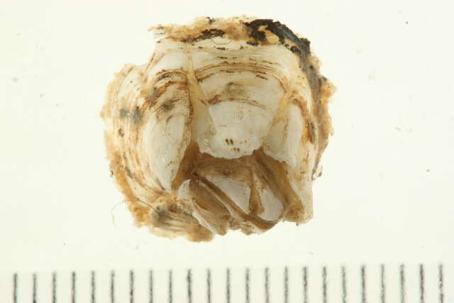 Image of rough barnacle