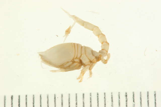 Image of Diastylidae Bate 1856