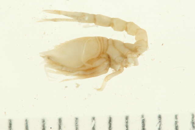 Image of Diastylidae Bate 1856