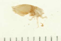 Image of Diastylidae Bate 1856