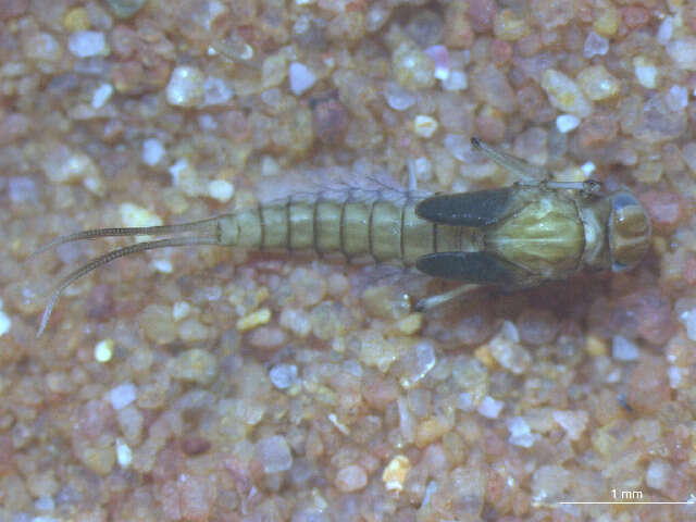 Image of Baetinae