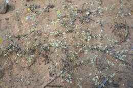 Image of carpet-weeds