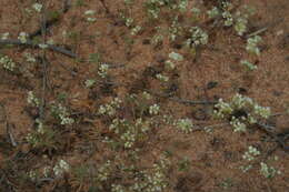 Image of carpet-weeds