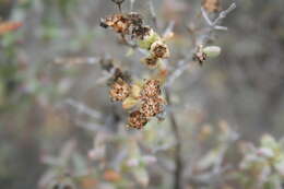 صورة Stoeberia utilis (L. Bol.) E. van Jaarsveld