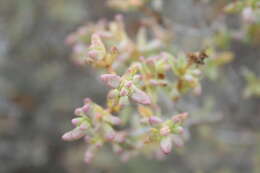 Image of Stoeberia utilis (L. Bol.) E. van Jaarsveld