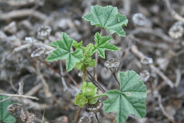 Image of mallow