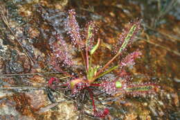 Image of Sundews