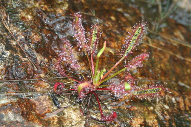 Image of Sundews