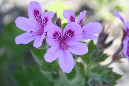 Imagem de Pelargonium