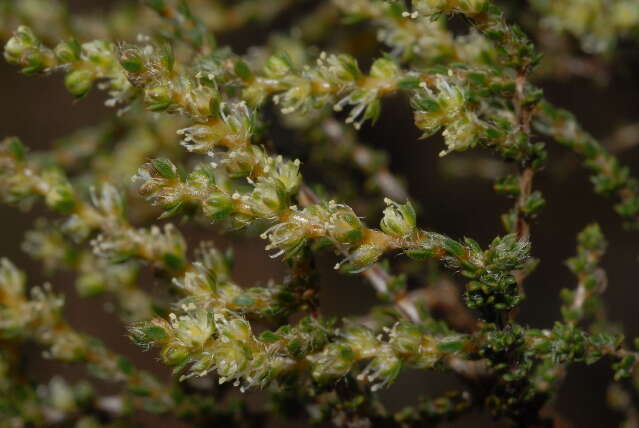 Image of carpet-weeds