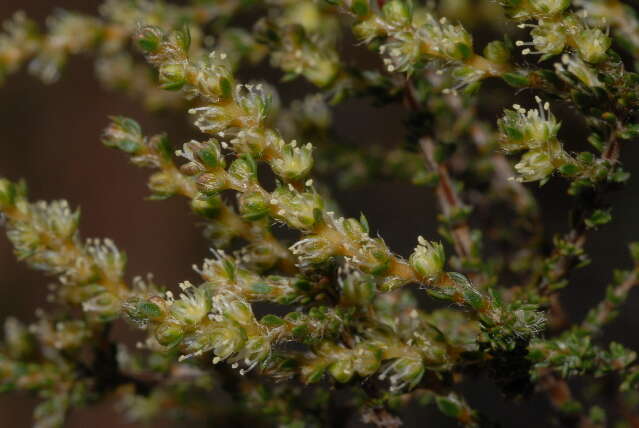 Image of carpet-weeds