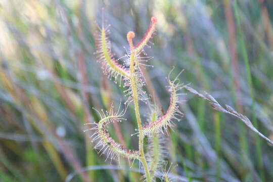 Image of Sundews