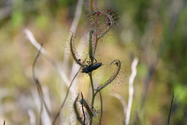 Image of Sundews