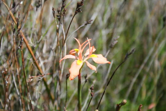 Image of Cape tulip