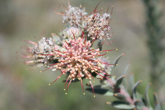 Image of spiderhead