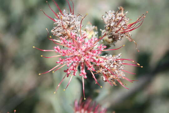 Image of spiderhead