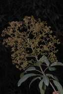 Image of Wild elder