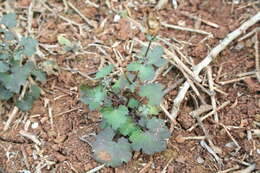 Image of cineraria