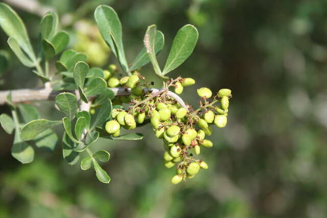 Image of Searsia longispina (Eckl. & Zeyh.) Moffett