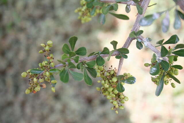 Image of Searsia longispina (Eckl. & Zeyh.) Moffett