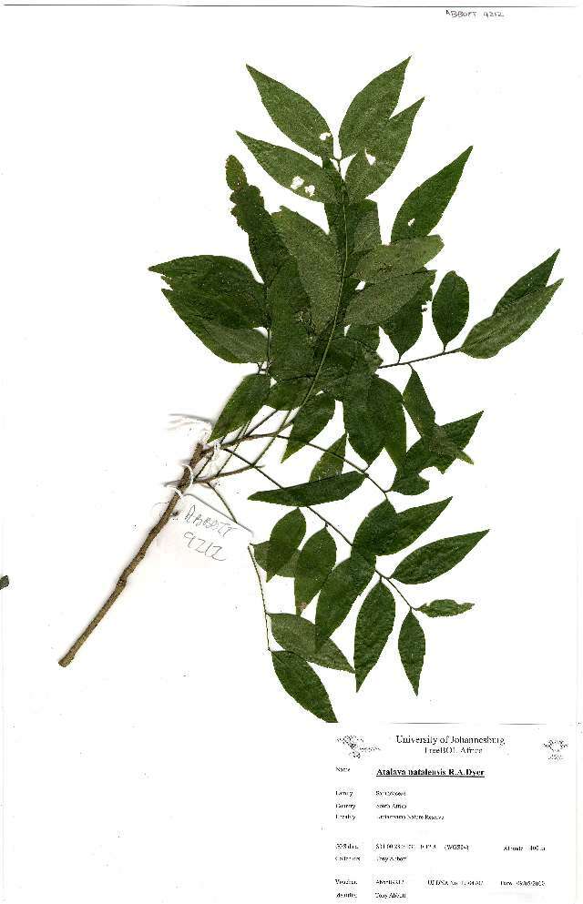 Image of Atalaya natalensis R. A. Dyer
