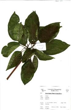 Image of Ficus bizanae Hutch. & Burtt Davy