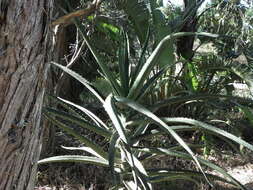 Image of <i>Aloe barberiae</i> T.-Dyer