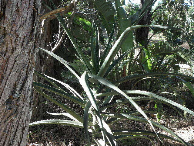 Image of <i>Aloe barberiae</i> T.-Dyer