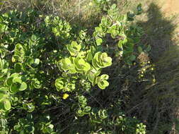 Image of Dune myrtle