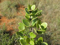 Image of Dune myrtle