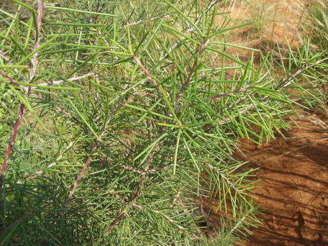Image of pincushion tree