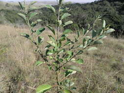 Imagem de Clutia abyssinica Jaub. & Spach