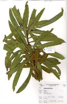 Image of Proteales