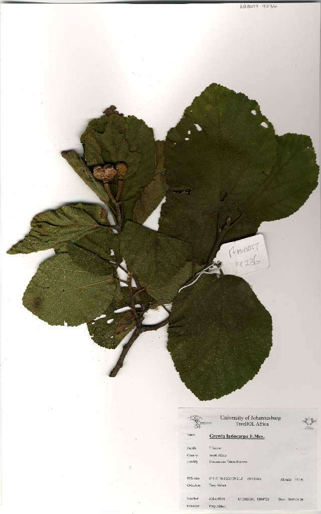 Grewia lasiocarpa E. Mey.的圖片